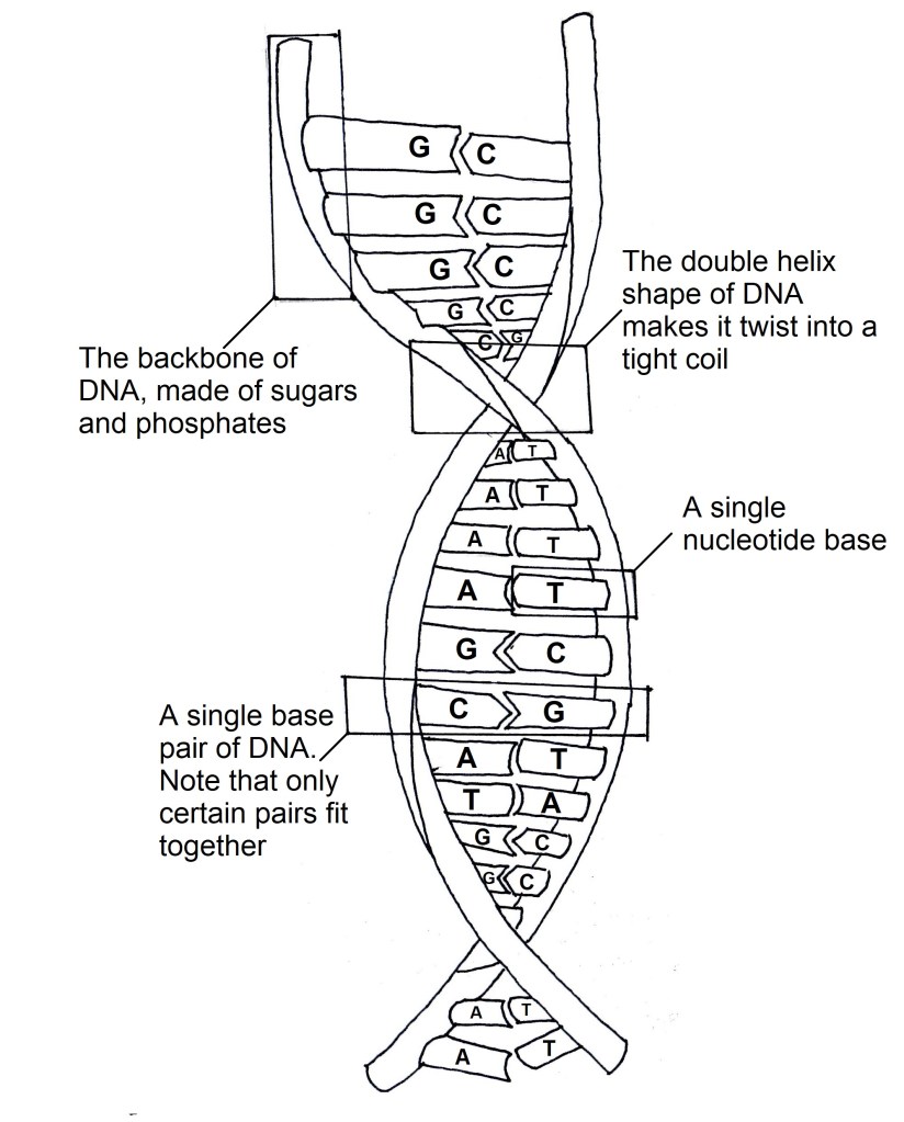 ‘The Building Block of Life’ – The G-cat