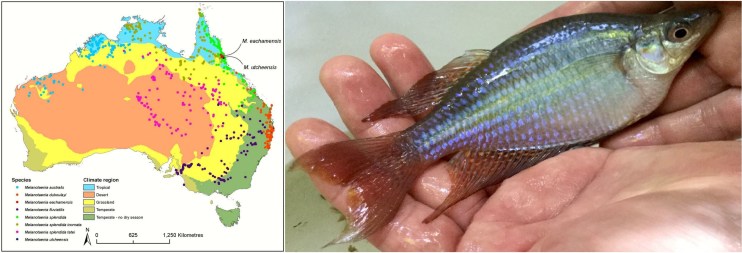 Rainbowfish both.jpg