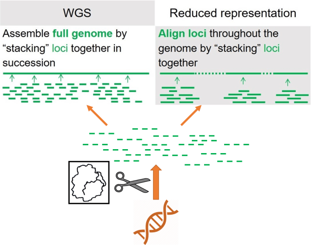 Genomic sequencing pathway