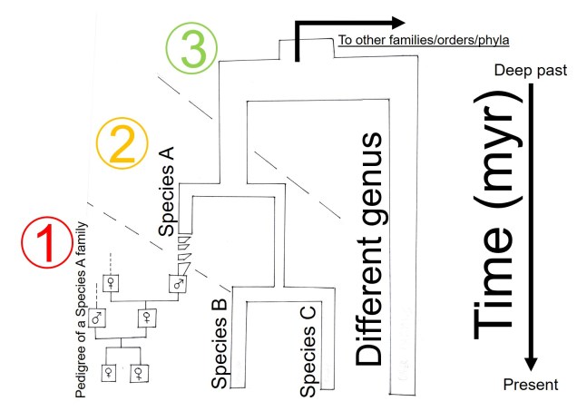 Labelled_evolhistory