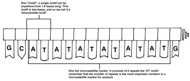 Microsat_diagram