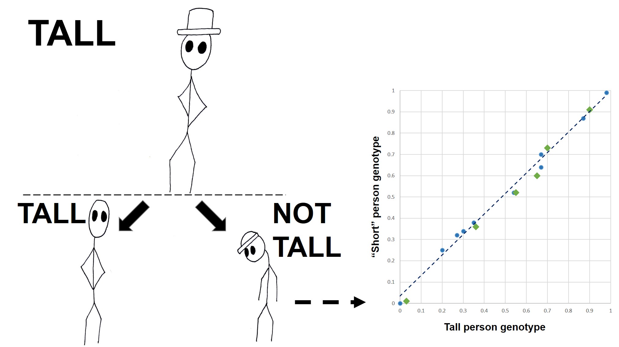 Polygenic height figure final