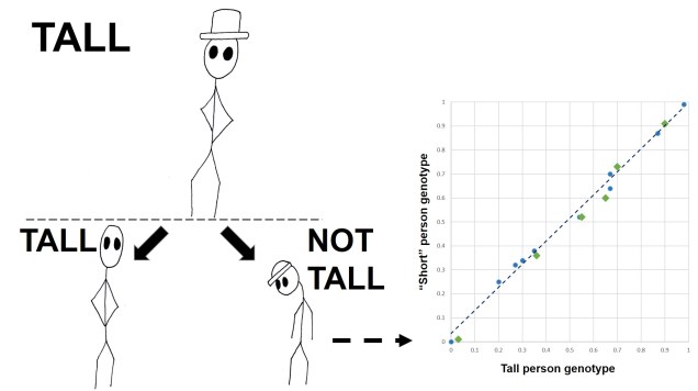 Polygenic height figure final