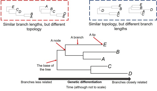Anatomy of phylogenies.jpg