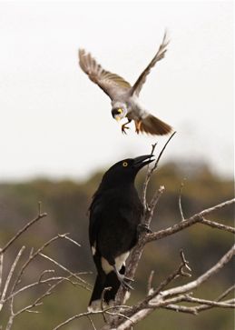 Noisy miner harassing currawong