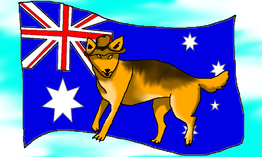 Patriotic dingo