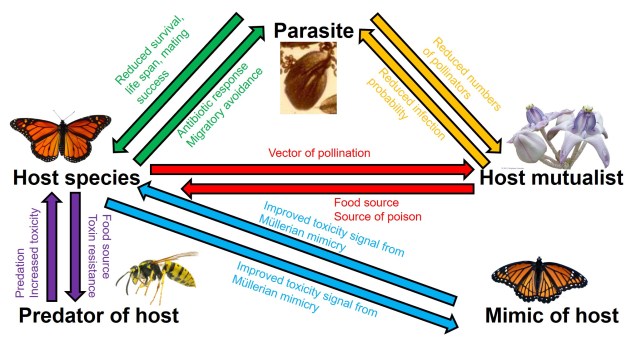 Species interactions flowchart