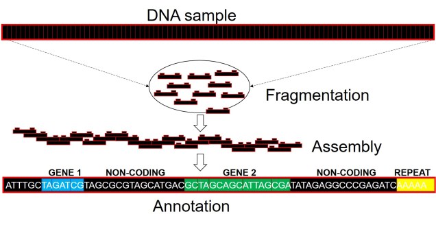 Whole genome assembly