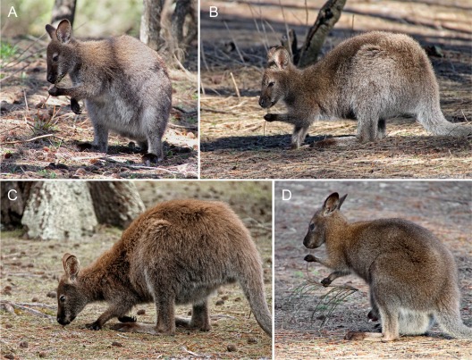 Marsupial handedness.jpg