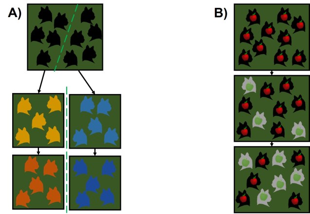 Allopatric vs sympatric speciation
