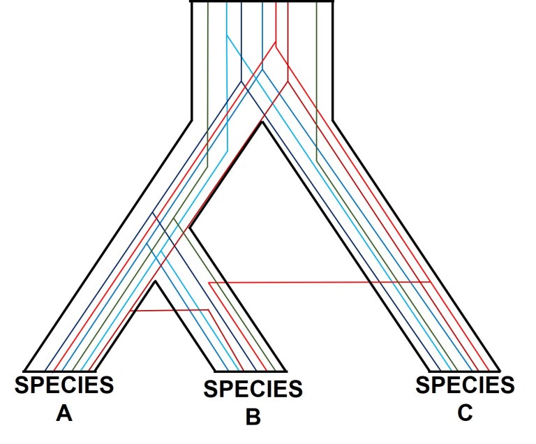 incomplete lineage sorting – The G-cat