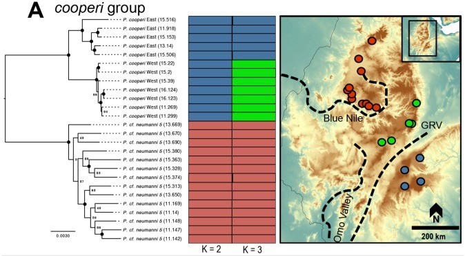 Phylogeo of speciation