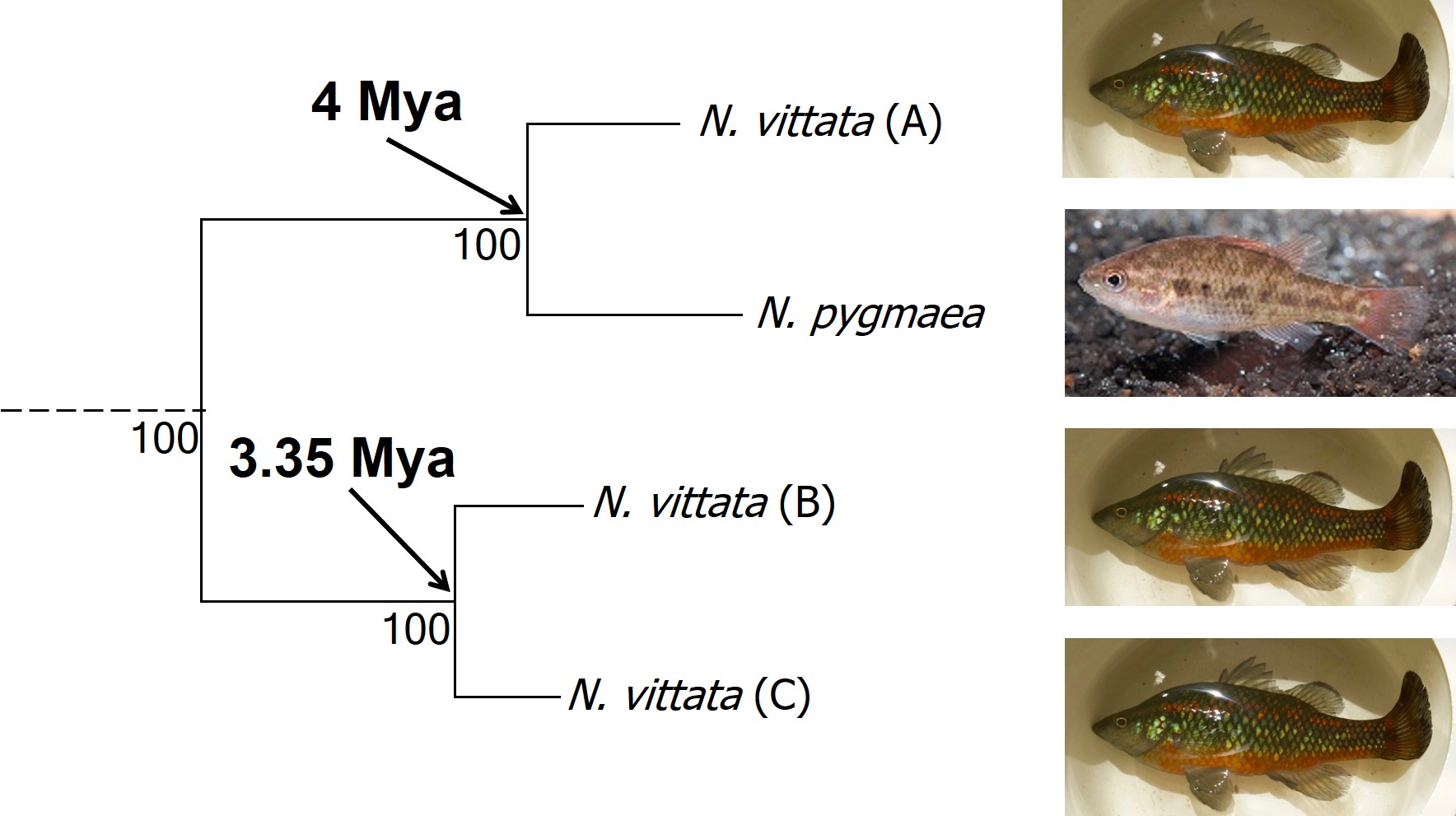 Vittata cryptic species
