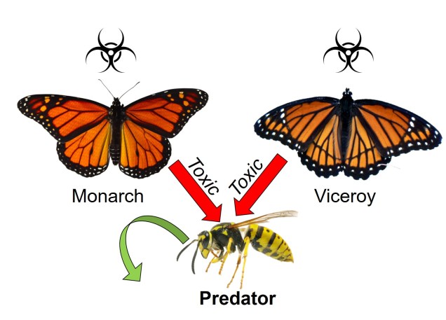 Mullerian mimicry figure
