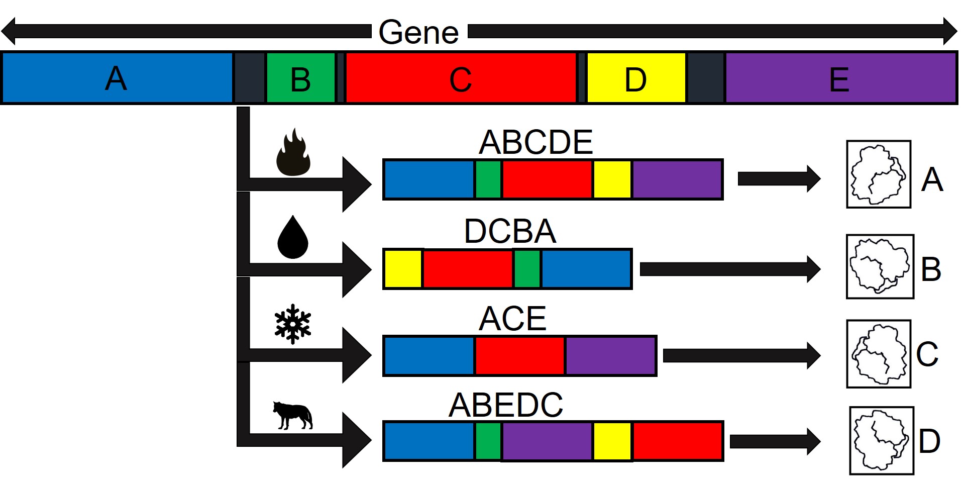 Alternate splicing figure.jpg