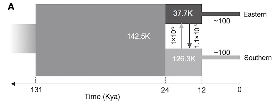 cheetah bottleneck.jpg