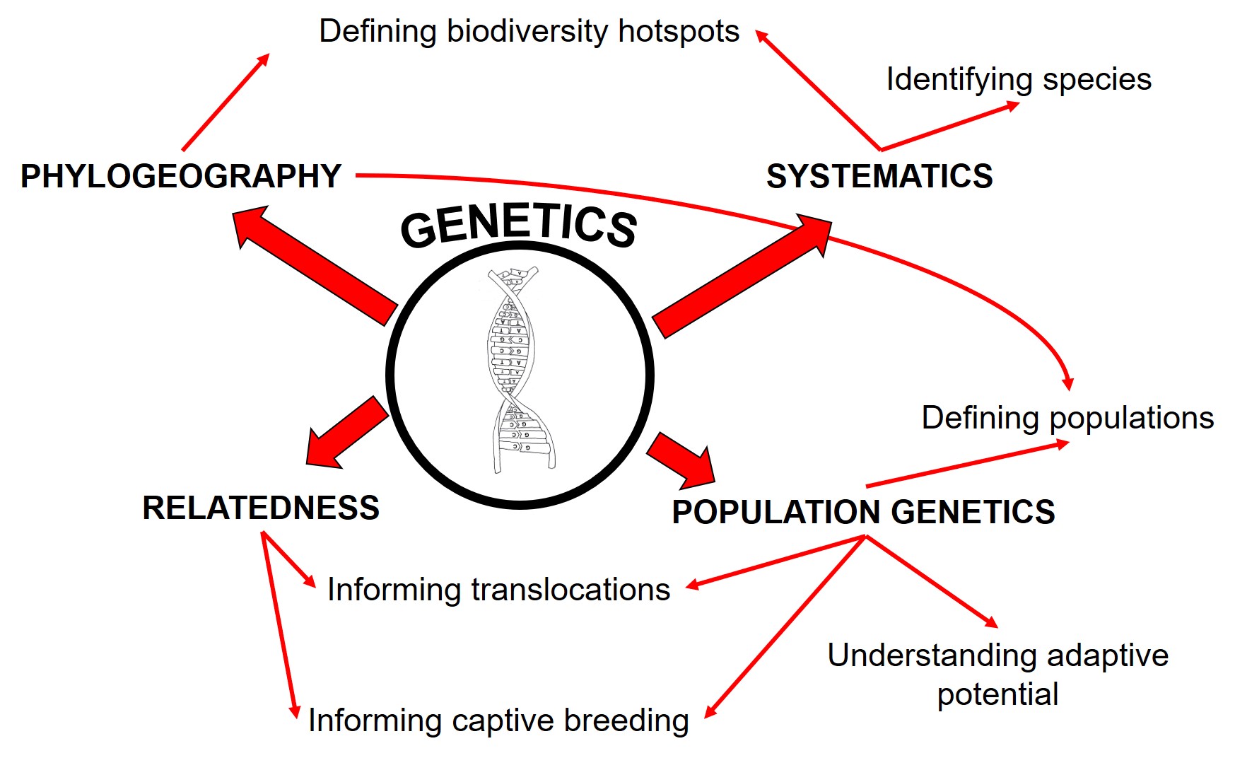 Genetics flowchart.jpg