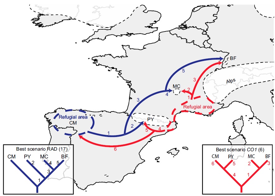 glacial refugia example figure.jpg