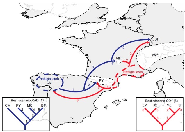 glacial refugia example figure.jpg