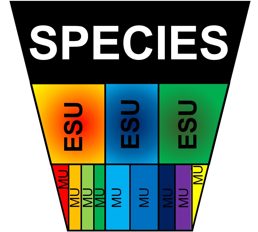 Hierarchy of structure.jpg