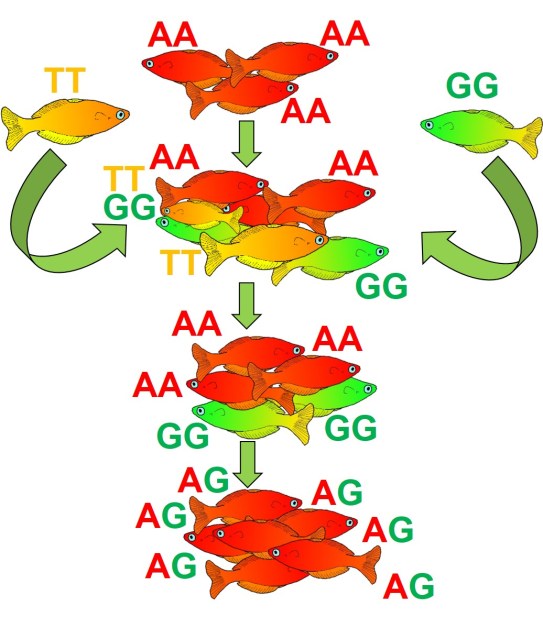 Purging and genetic rescue figure