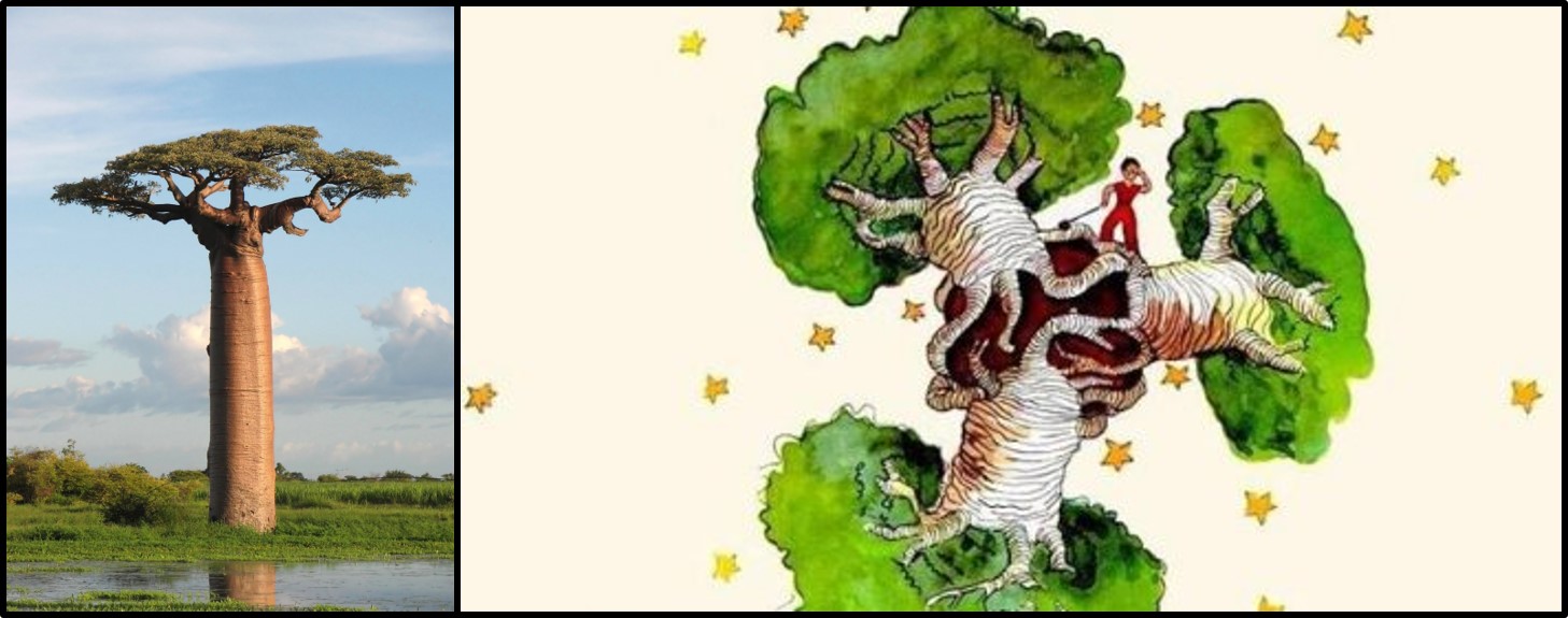 Combined baobab images