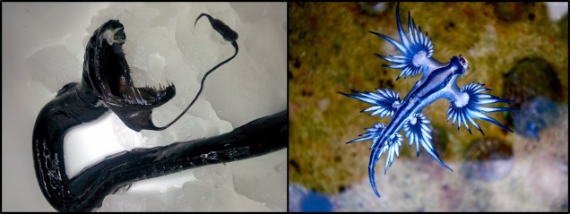 Combined dragon images