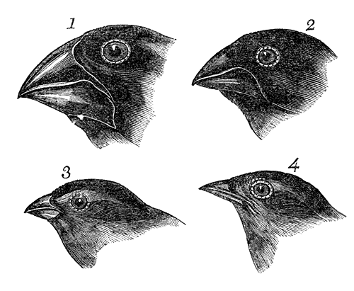 Darwin's finches drawings