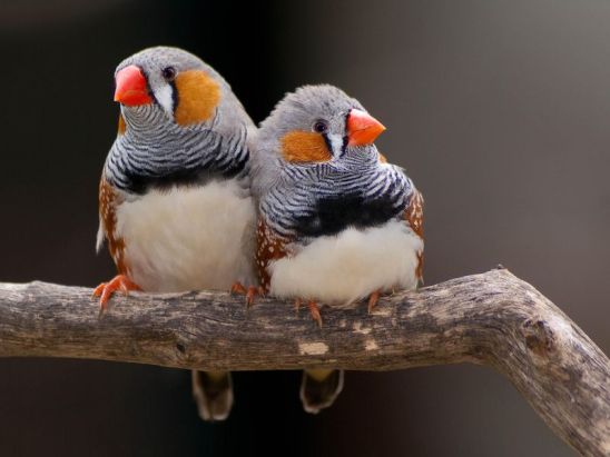 Zebra finches.jpg