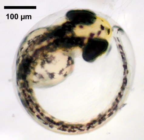 Zebrafish embryo
