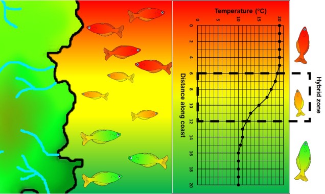 Parapatric speciation across a thermocline.jpg