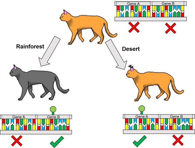 Epigenetic cats example