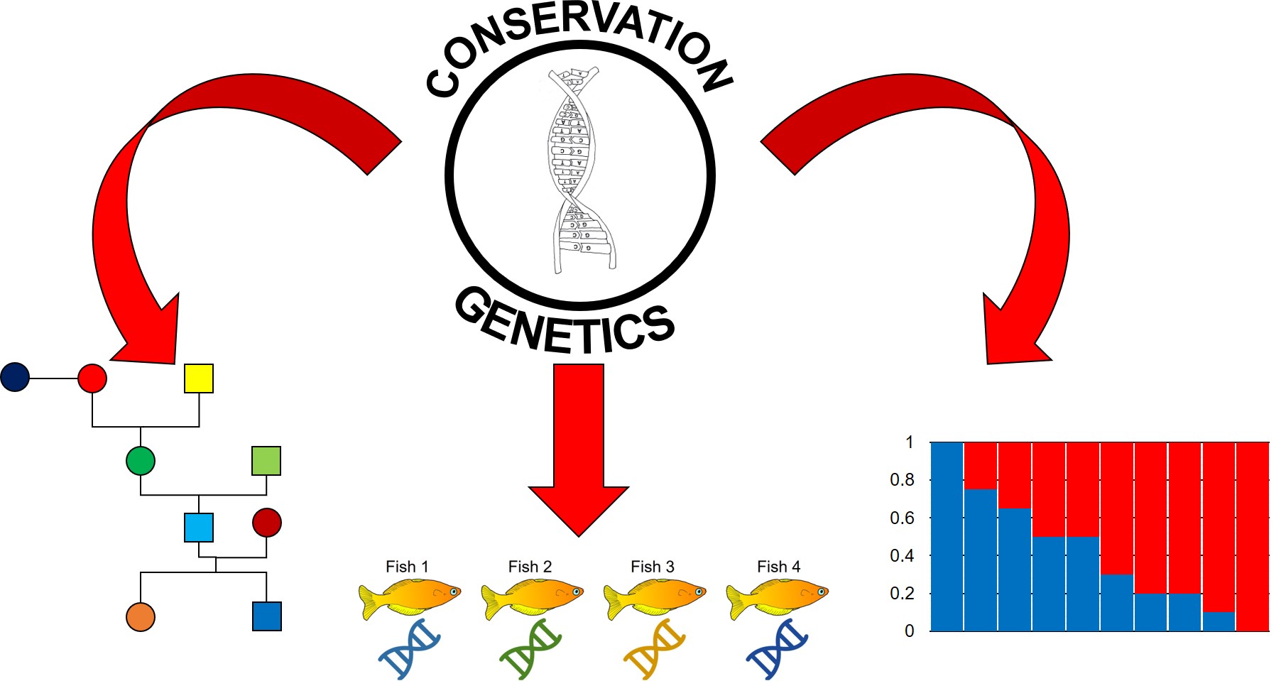 Applications of conservation genetics.jpg