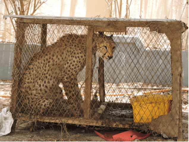 cheetahblog3-900x675.png