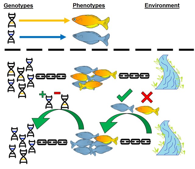 Parallel Evolution Examples List Parallel Evolution Examples In Real Life
