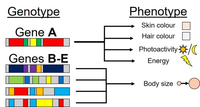 Pleiotropy vs polygenic figure