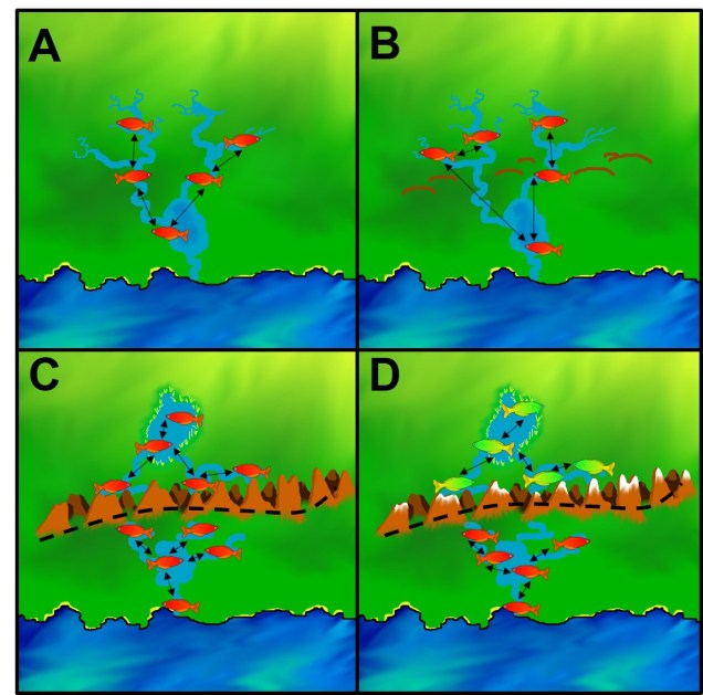 Speciation by river rearrangement figure