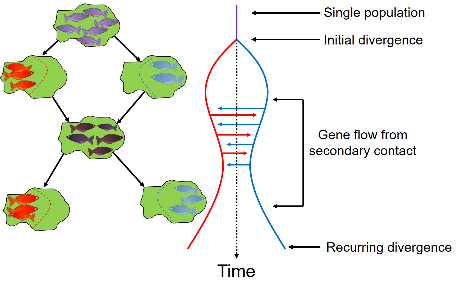 Gene flow vs divergence fish figure