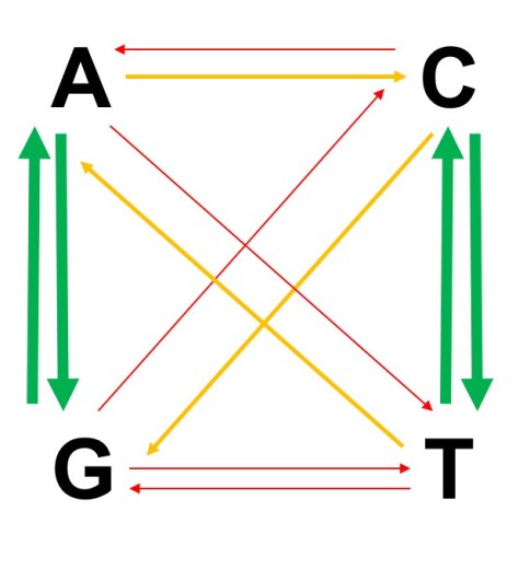 Transition vs transversion rates.jpg