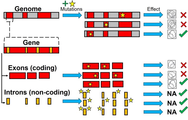 Variation across genome.jpg