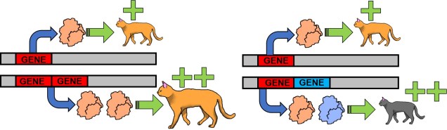 Evolution from duplicated genes figure