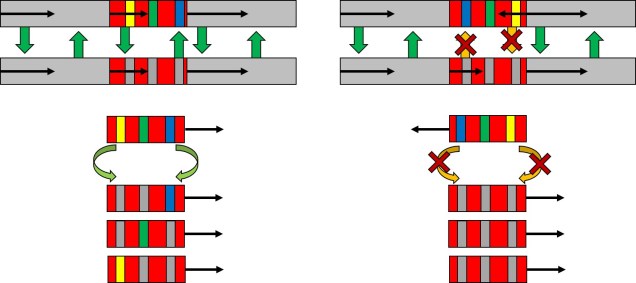 Evolution from inverted genes figure