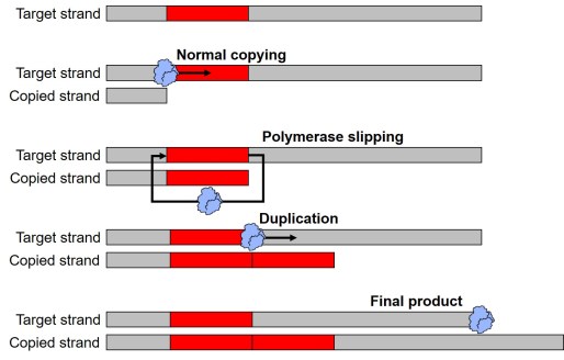 Process of duplication figure.jpg