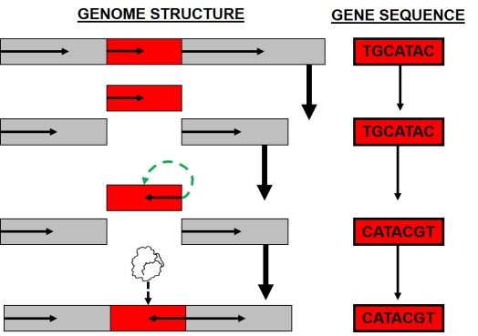 Process of inversion figure