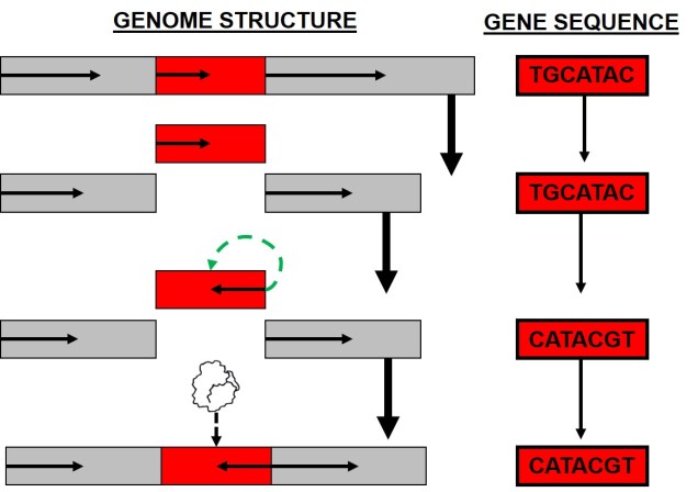 Rebuilding the genomic architecture of evolution – The G-cat