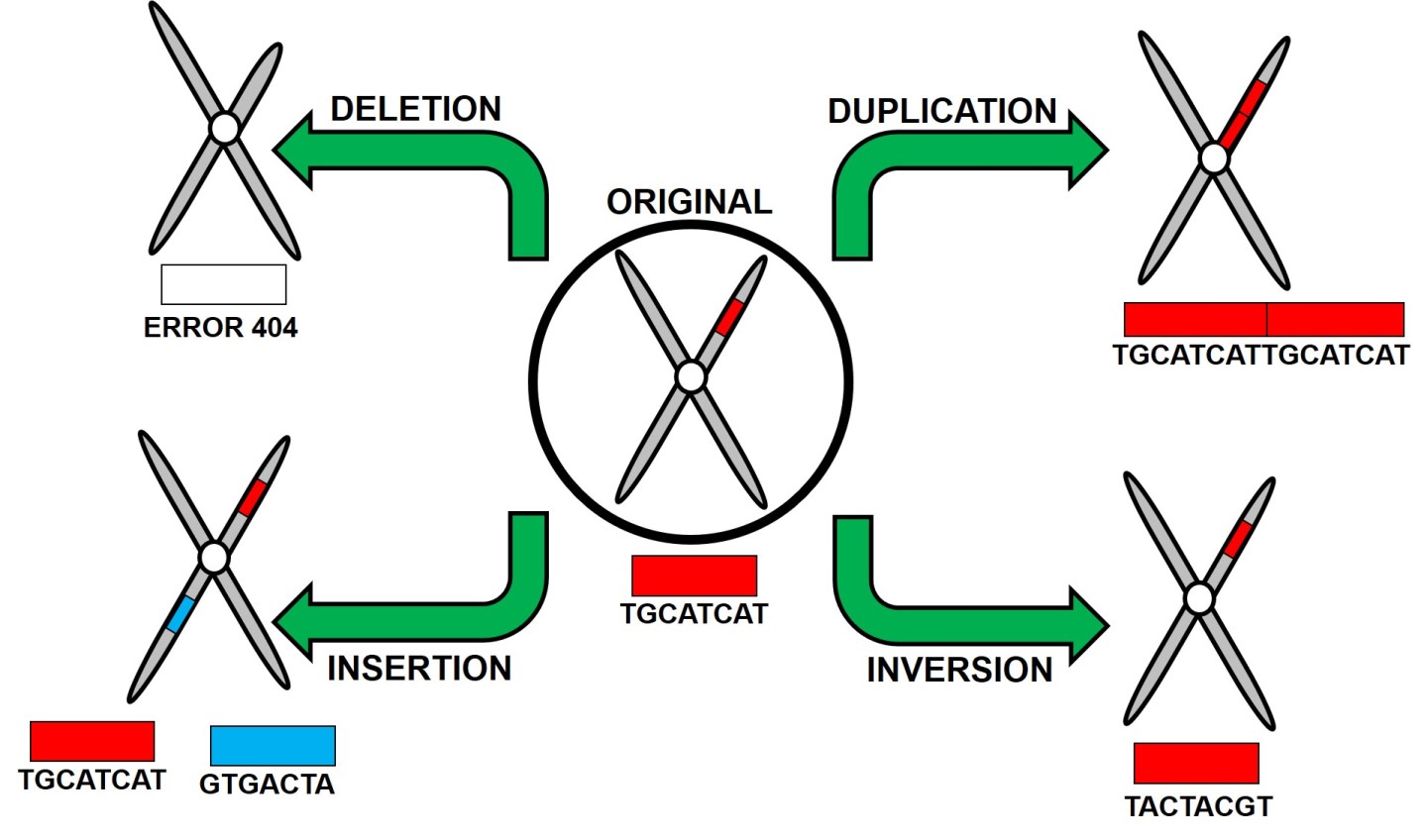 Rebuilding the genomic architecture of evolution – The G-cat