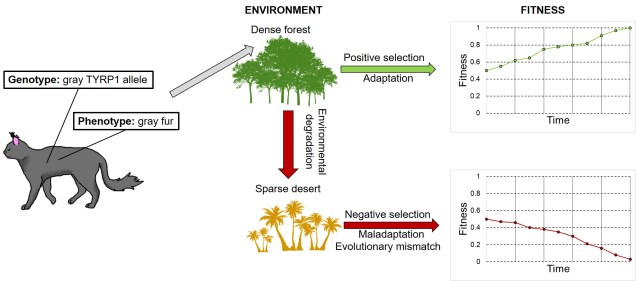 Evolutionary mismatch figure
