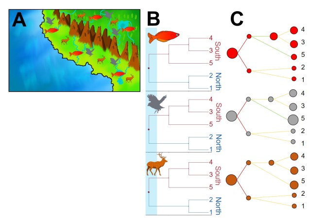 Concordant phylogeography figure