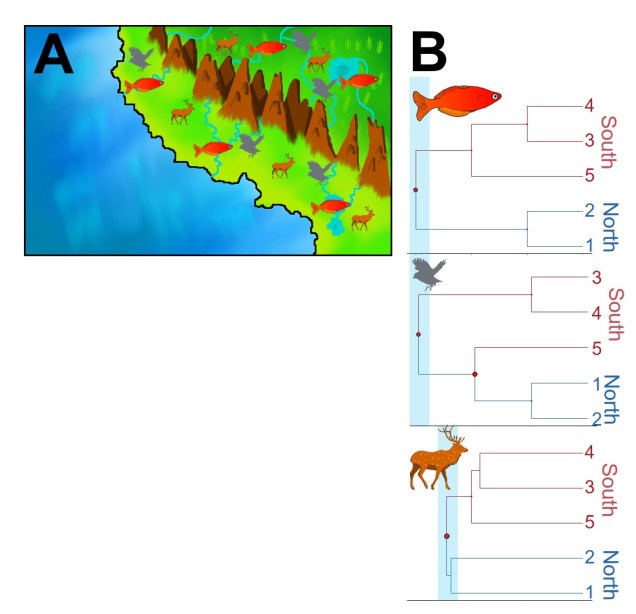 Discordant phylogeography figure