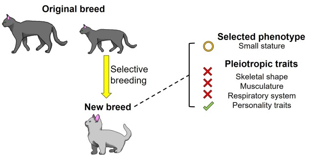 Selective breeding example.jpg